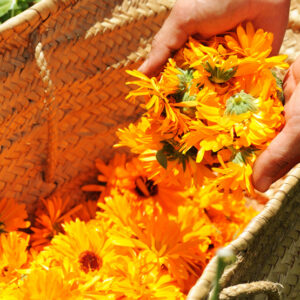 Calendula