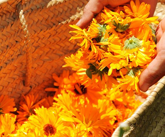 Calendula