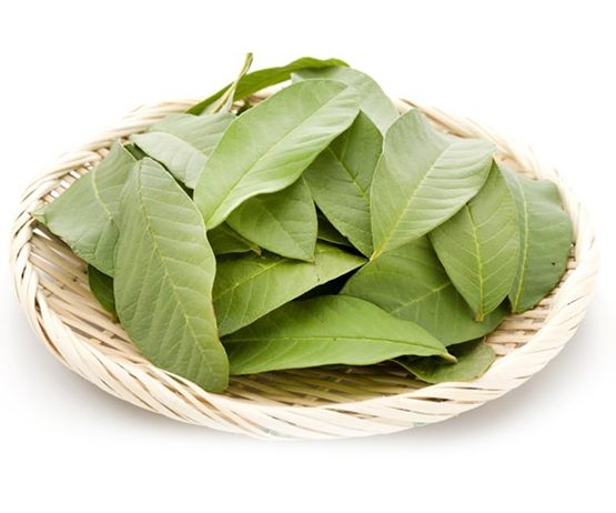 Guava-Leaves
