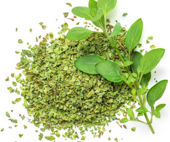 Marjoram