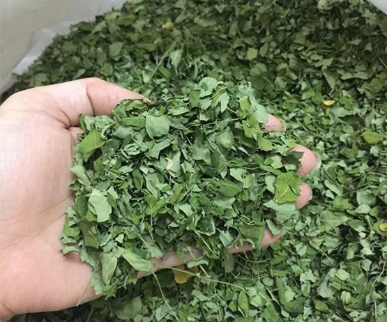 Moringa