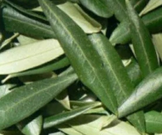 Olive Leaves