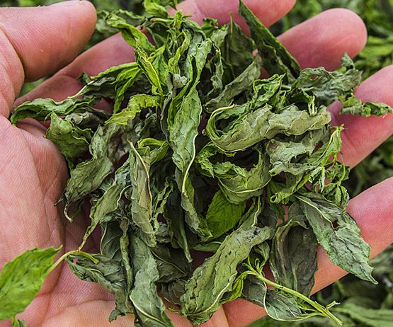 Peppermint