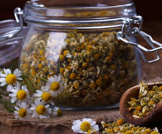 chamomile