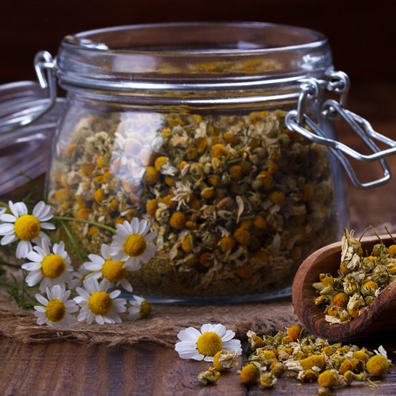 chamomile