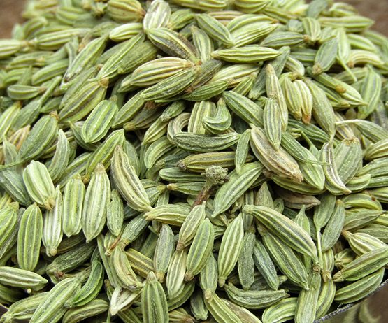 Fennel
