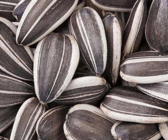 Sunfl Ower Seeds